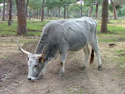 italy animals