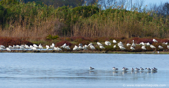 Birdwatching In Maremma Tuscany Italy