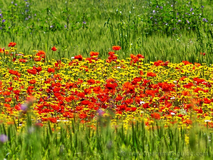 The best time to see flowers in Tuscany Italy