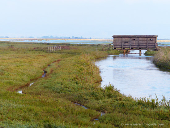 Birdwatching in Maremma Tuscany Italy