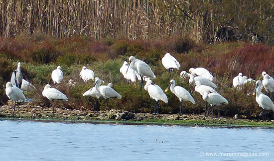 Riserva Naturale Della Laguna di Orbetello: Special Places to Visit in ...