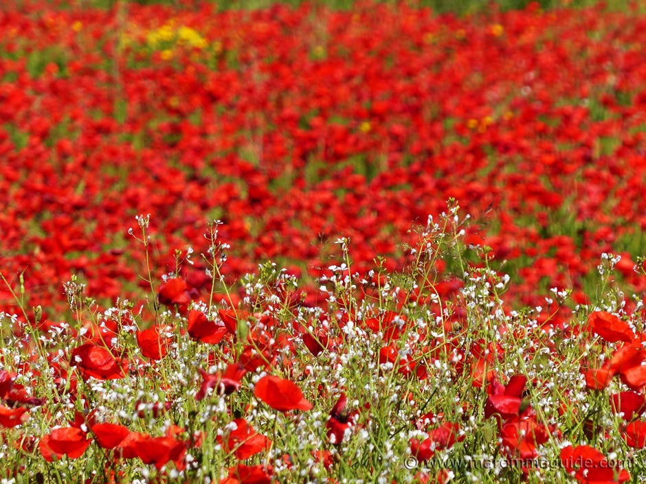 Poppies in bloom in Tuscany Italy