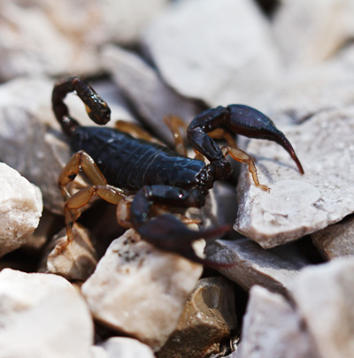 Scorpions in Tuscany Italy