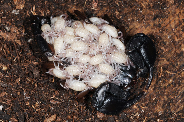 Italian scorpion: female carrying offspring.