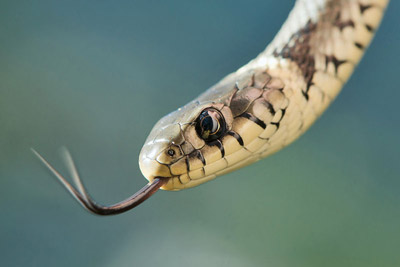 Il serpente tuttofare, Running Snake in Italian