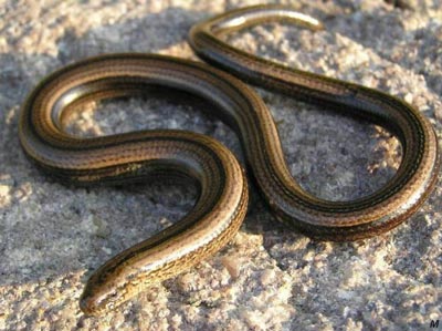 Il serpente tuttofare, Running Snake in Italian