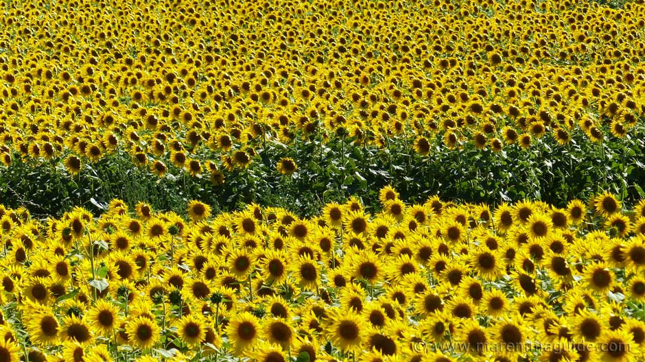 Sunflowers in bloom in Tuscany Italy