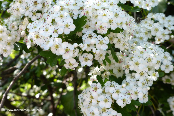 Maremma In April: Spring In Tuscany