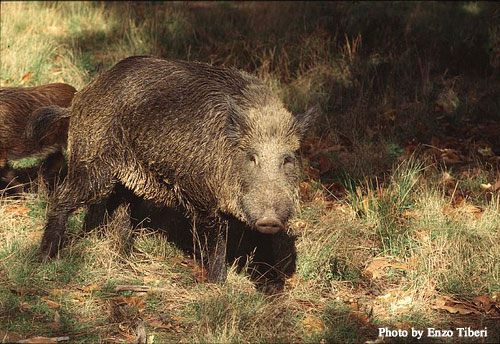 Wild Boar Videos from Maremma, Italy