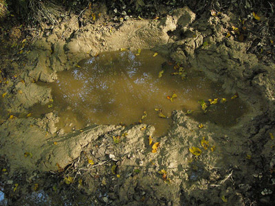 Wild Boar Mud Pool