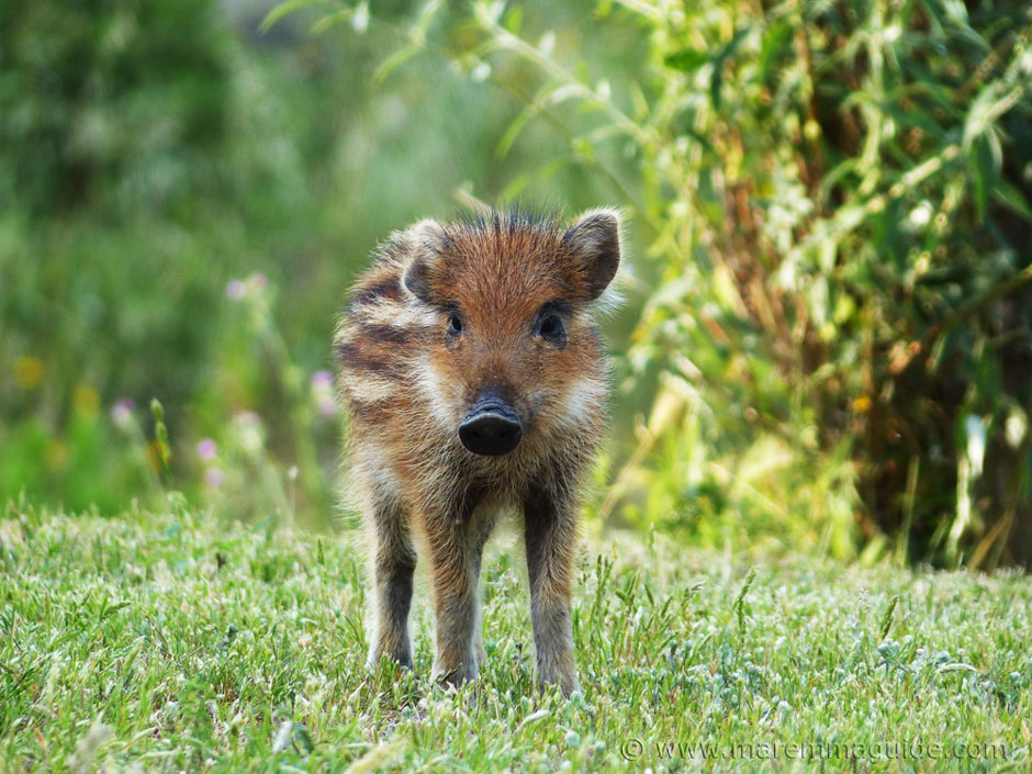 Wildlife in Italy: wild boar piglet born in spring in the Montioni Nature Reserve Tuscany