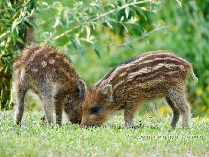 cute wild boar piglets