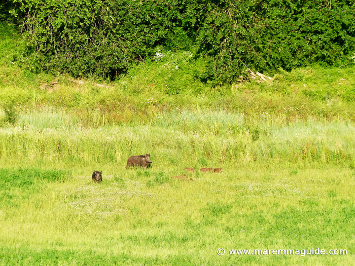 Wild boar sounder foraging for food early evening in Maremma Tuscany.