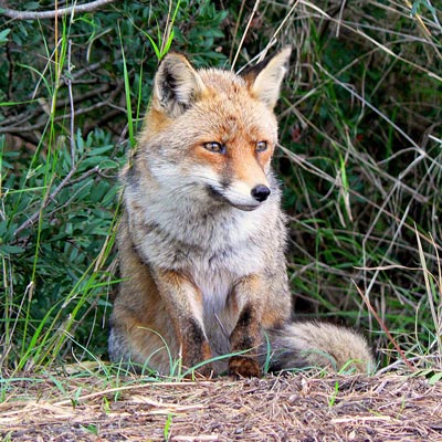 Animals in Italy: Italian Wildlife in Maremma